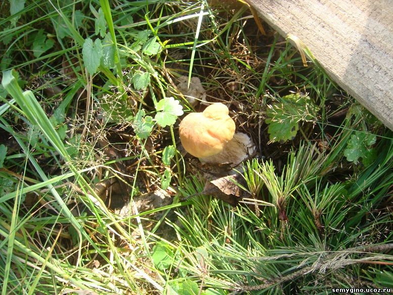 Благодарные грибы